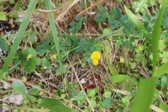 Lotus ornithopodioides