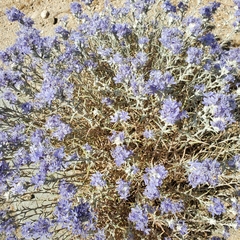 Eriastrum densifolium