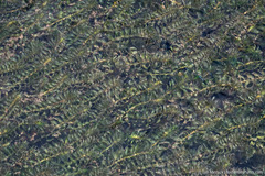 Elodea canadensis