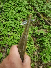 Lepisosteus platostomus