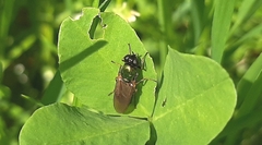 Chloromyia