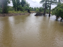 Lepisosteus platostomus