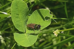 Chloromyia