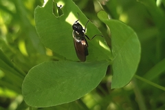 Chloromyia