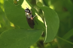 Chloromyia