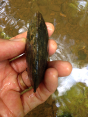 Uniomerus carolinianus