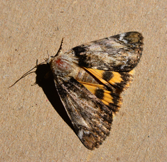 Catocala minuta