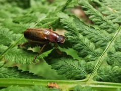 Dichelonyx subvittata