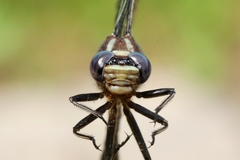 Phanogomphus exilis