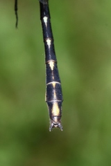 Phanogomphus exilis