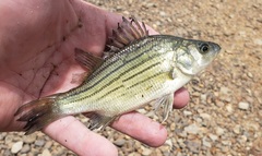 Morone mississippiensis