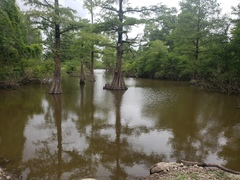 Morone mississippiensis