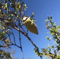 Chrysochroinae