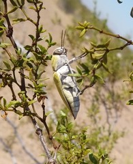Chrysochroinae