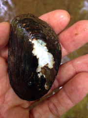 Uniomerus carolinianus