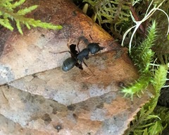 Camponotus modoc