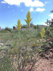 Castilleja flava flava