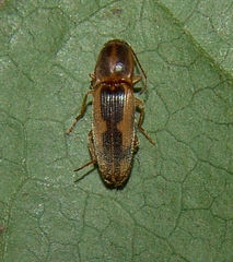 Conoderus vespertinus