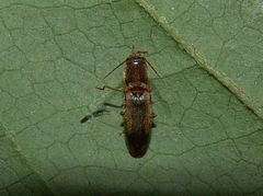 Conoderus vespertinus