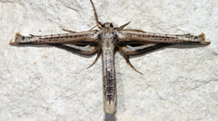 Meskea dyspteraria