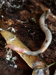 Lumbricus