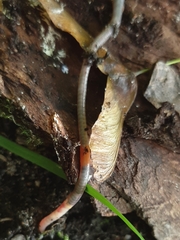 Lumbricus