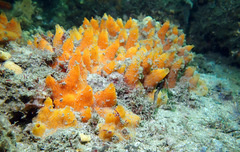 Polymastia penicillus