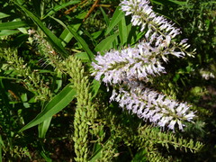 Veronica stricta