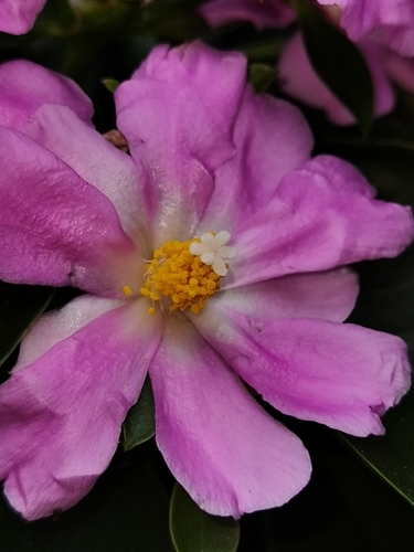 Pereskia grandifolia