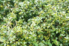 Daphnopsis caracasana