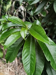 Pereskia grandifolia