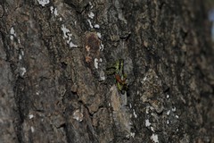 Dendrotettix quercus