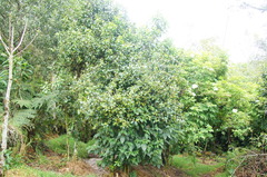 Daphnopsis caracasana