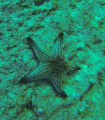 Pentaceraster cumingi