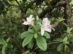 Rhododendron arborescens