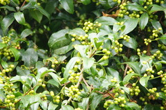Daphnopsis caracasana