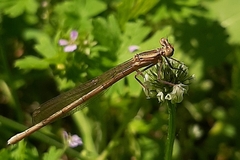 Platycnemis pennipes