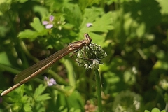 Platycnemis pennipes