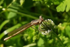 Platycnemis pennipes