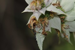 Strangalia virilis