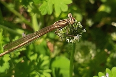 Platycnemis pennipes