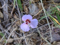 Calochortus palmeri
