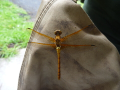 Sympetrum madidum