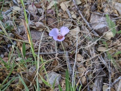 Calochortus palmeri
