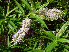 Veronica stricta