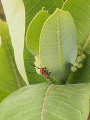 Tetraopes quinquemaculatus