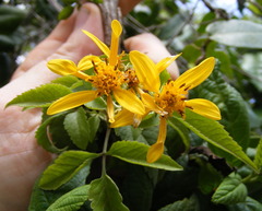 Bidens reptans