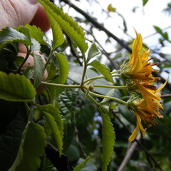 Bidens reptans