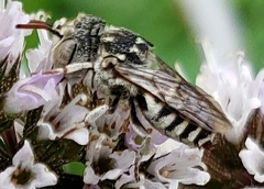 Coelioxys coturnix