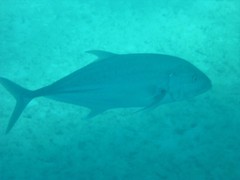 Caranx papuensis